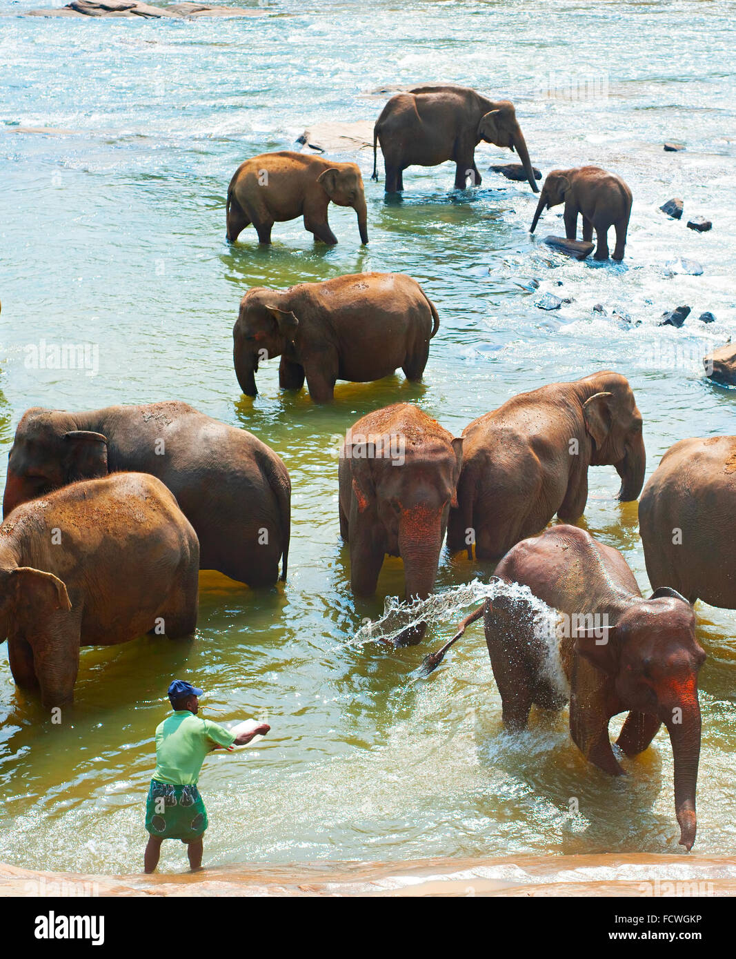 Elephants from the Pinnawela Elephant Orphanage in Pinnawela, Sri Lanka. Stock Photo