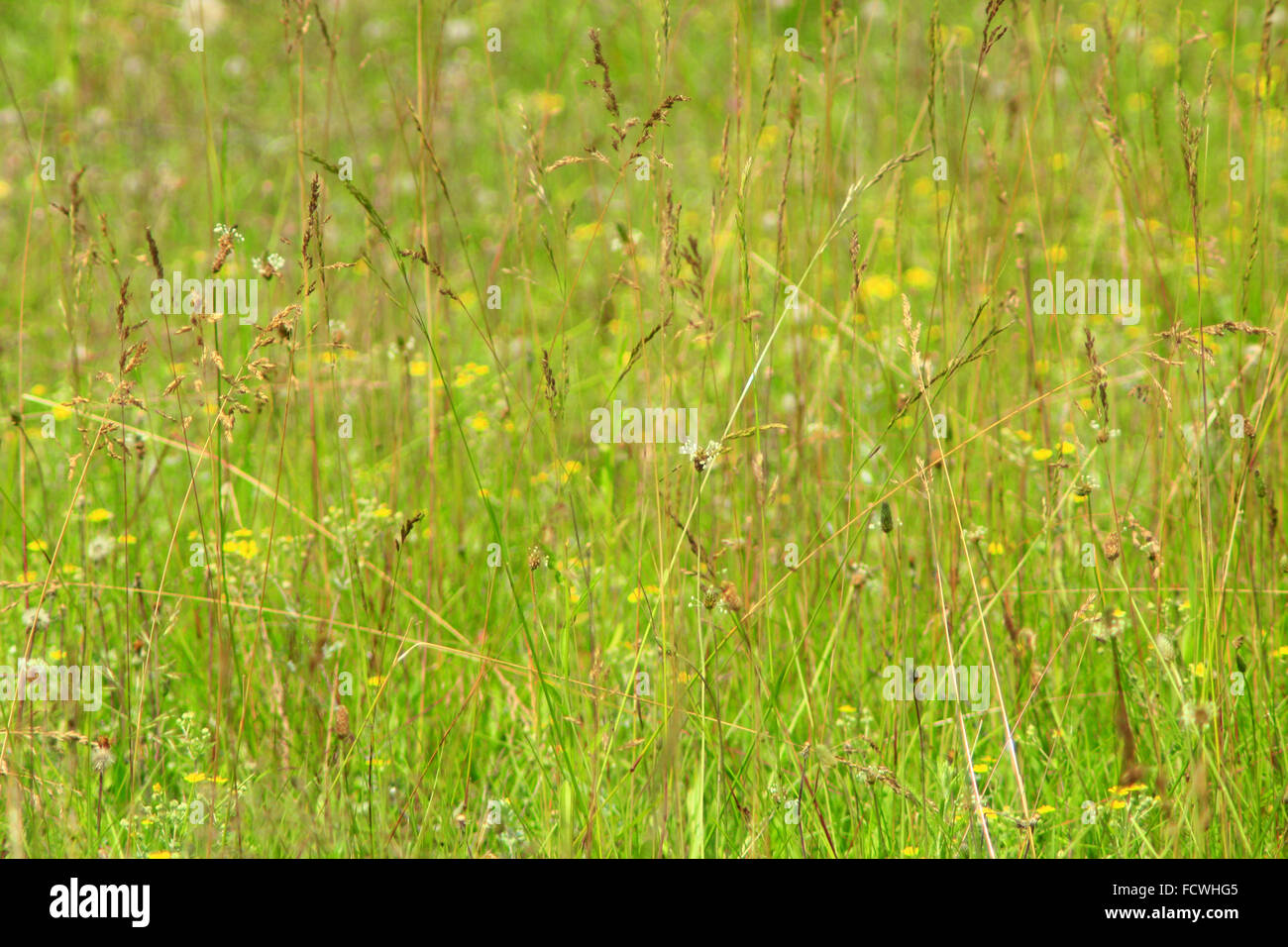 meadow with beautiful green grass in the summer Stock Photo - Alamy