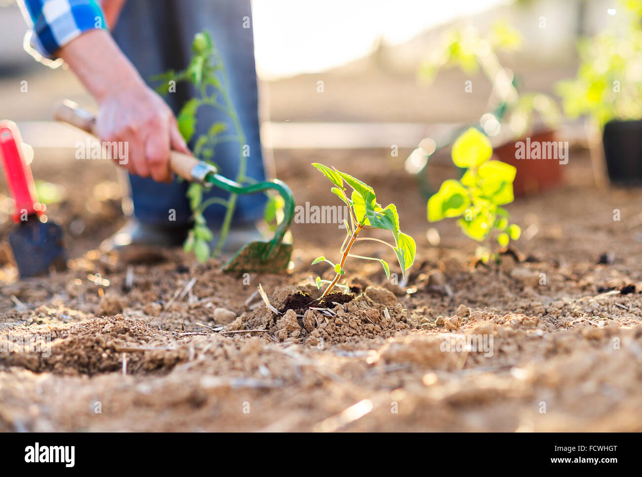Senior woman in her garden Stock Photo - Alamy