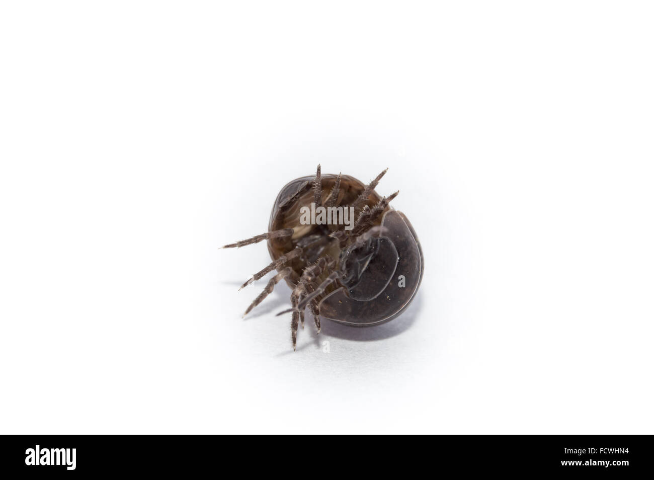 Pill Bug coming out of its comfort zone. Stock Photo