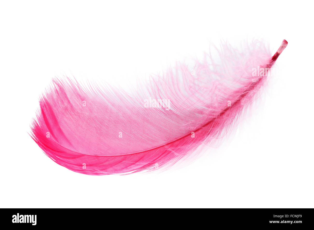 Pink feather over white background Stock Photo