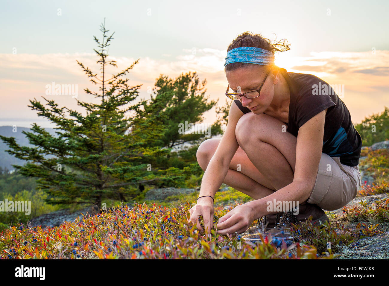 Girl picking blueberries in Acadia National Park, Mount Desert Island