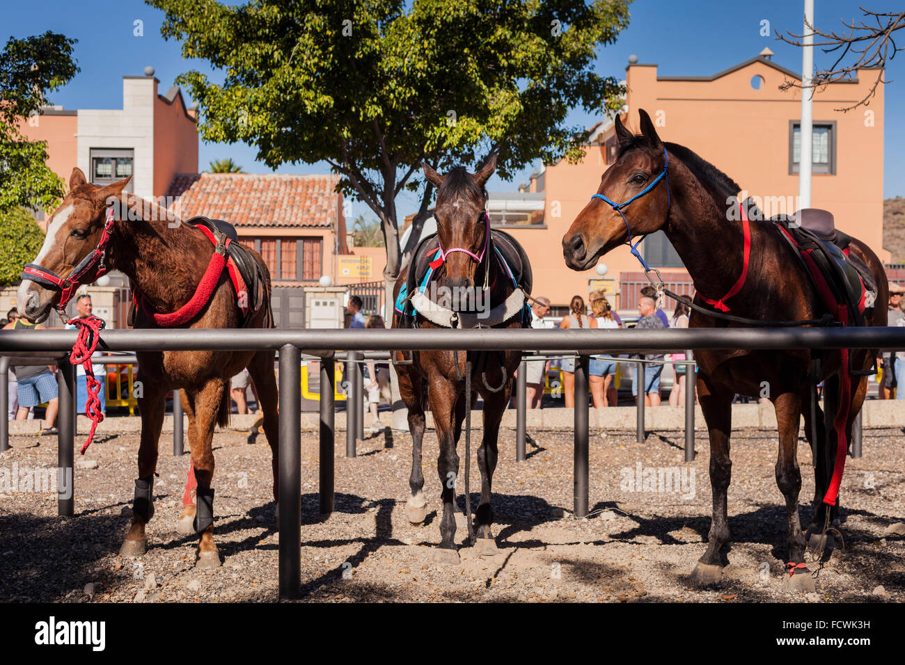 Three horses tethered in the corral at the San Sebastian