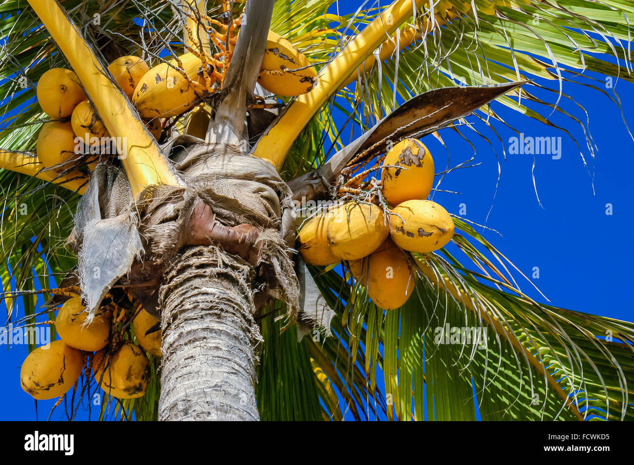 Fresh Coconut on Coconut Tree, Green Coconut, Yellow Coconut Stock