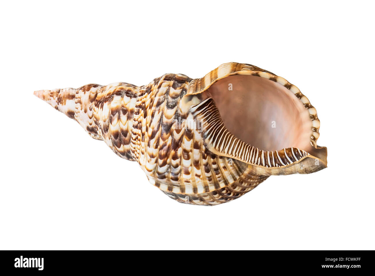Shell, Conch Shell, Queen Conch. Isolated on white. Stock Photo