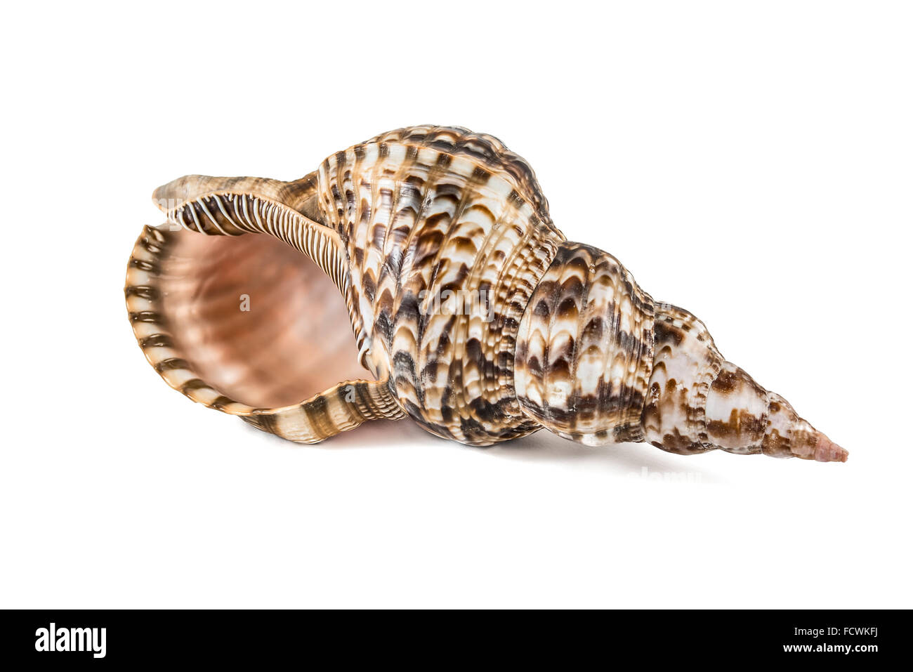 Shell, Conch Shell, Queen Conch. Isolated on white. Stock Photo