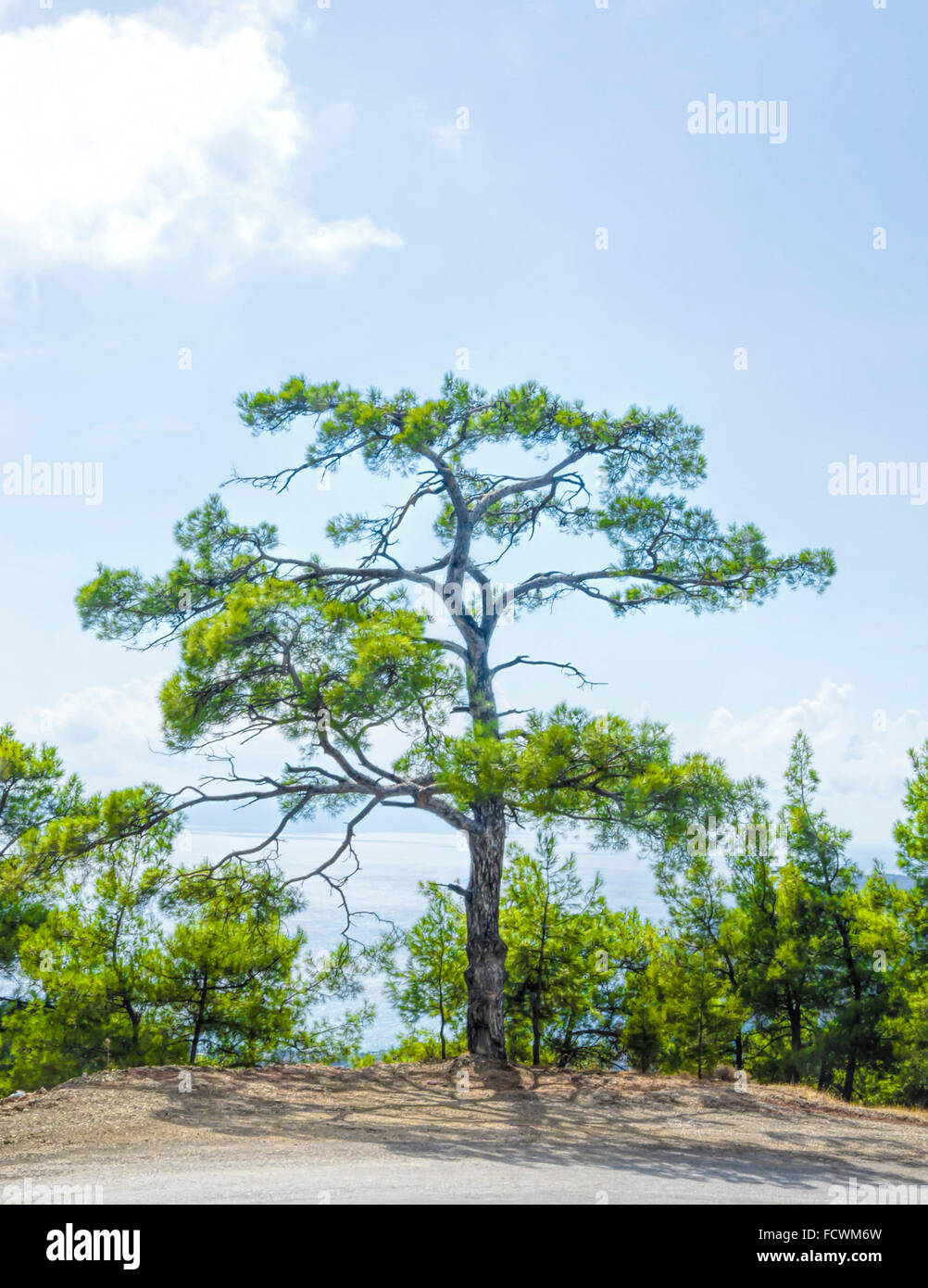 Blue pine tree hi-res stock photography and images - Alamy