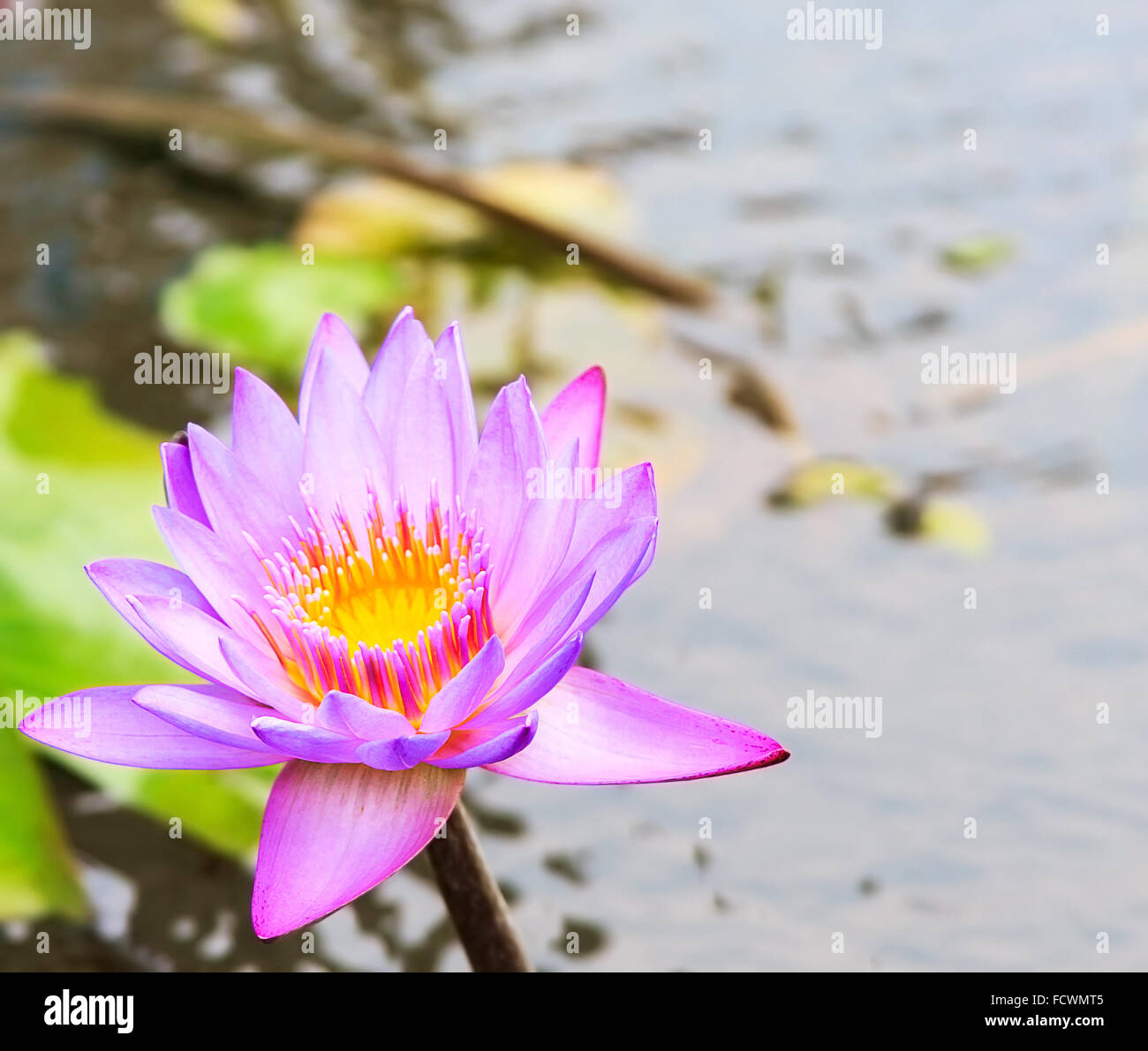 Beautiful purple lotus flower in the nature Stock Photo Alamy