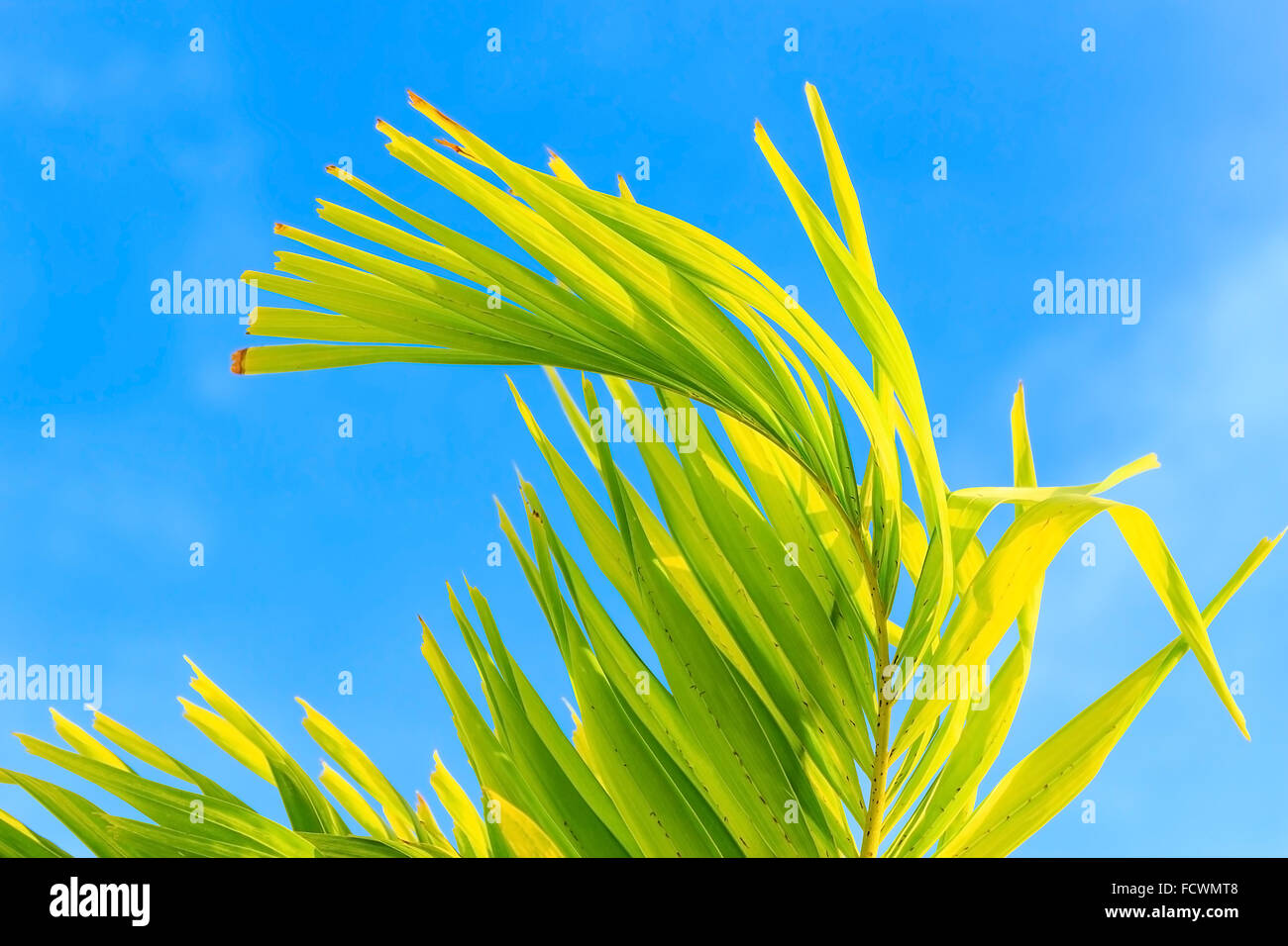 Palm Leave On Blue Sky Background Stock Photo - Alamy