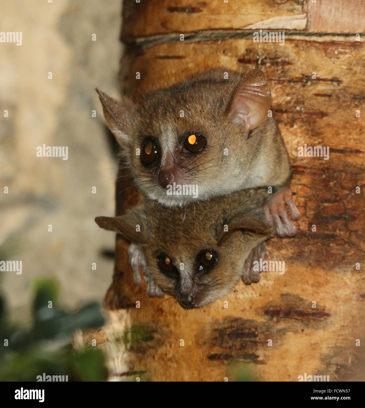 Pair of spunky Madagascan Gray mouse lemurs (Microcebus murinus) peeping out of a tree hole Stock Photo