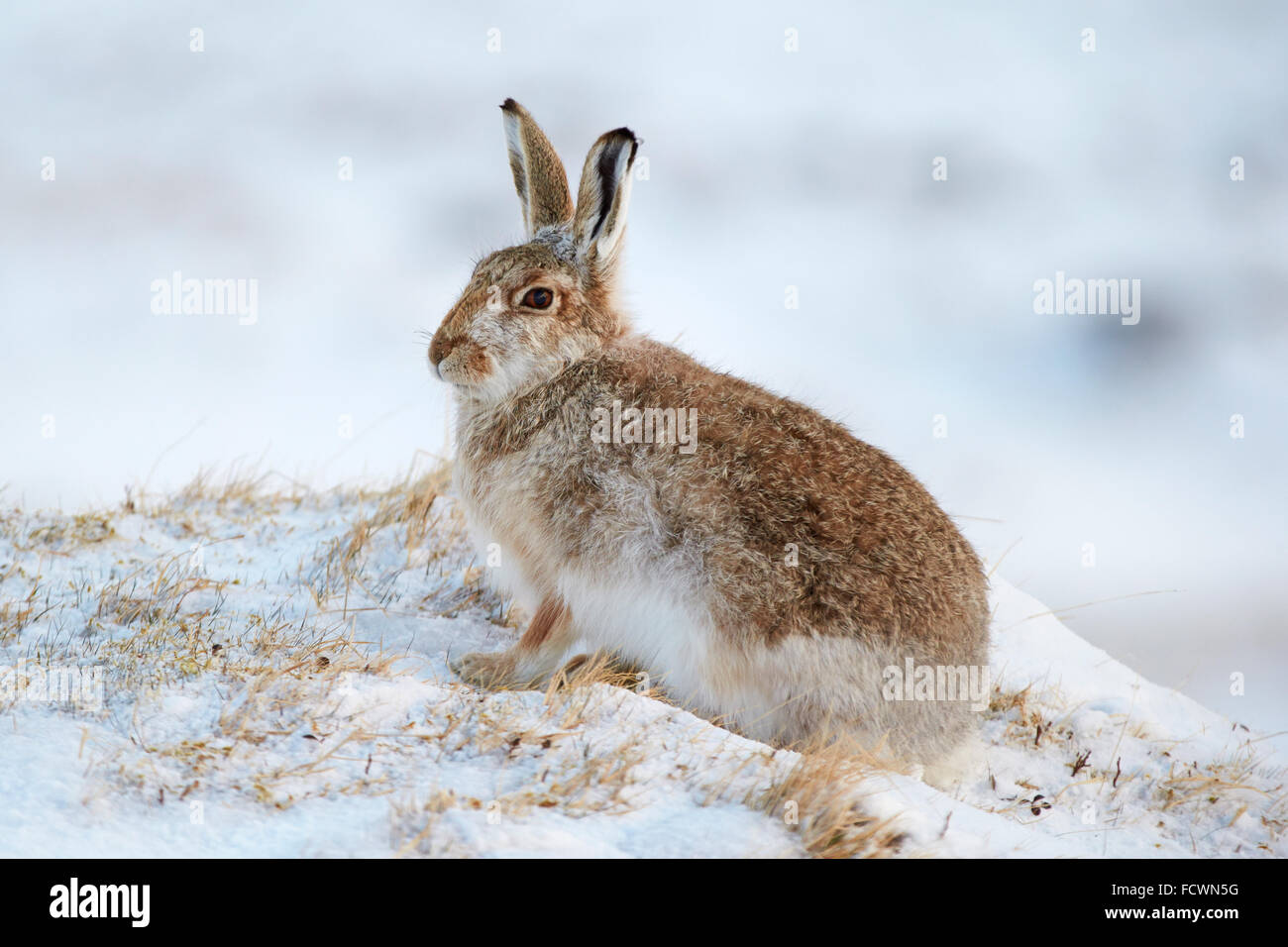 Mountain Hare on a snowy mountain (Lepus timidus) Cairngorm National Park, Scotland, United Kingdom Stock Photo