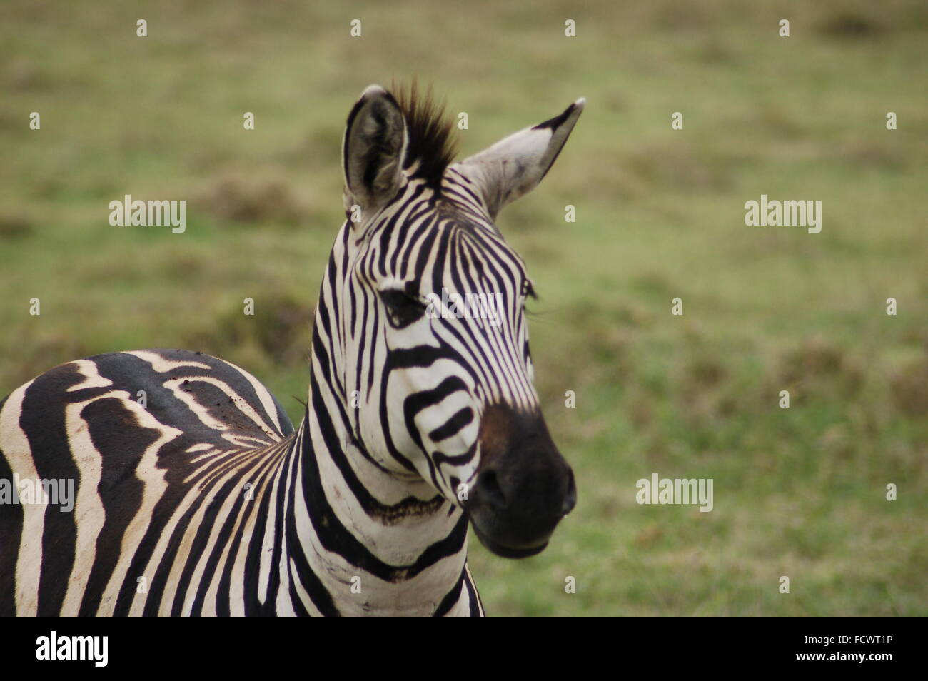 Zebra calf over looking the African grasslands of the Serengeti Stock ...