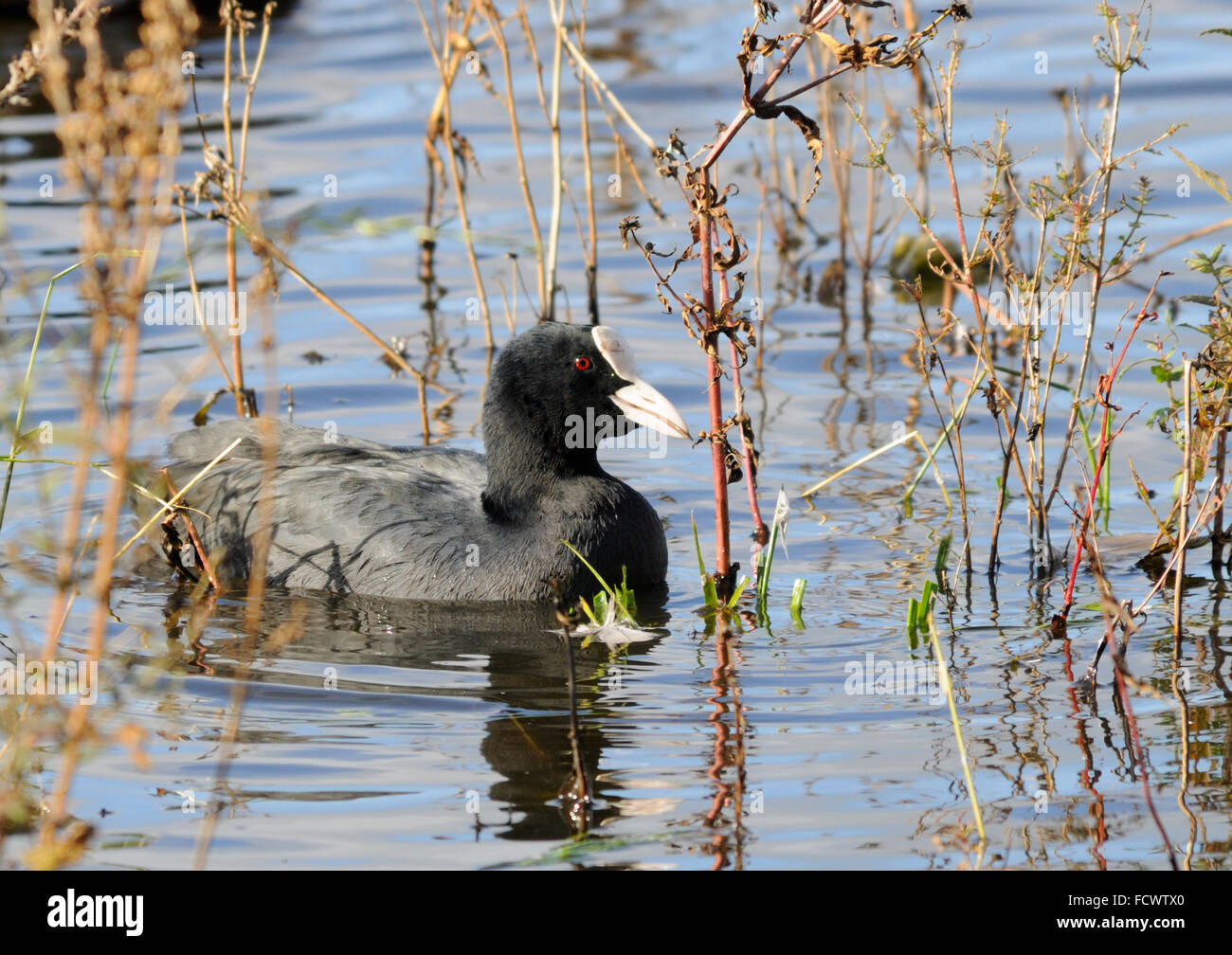 Coot ( Fulica atra ) Swimming amongst the marginal vegetation Stock Photo