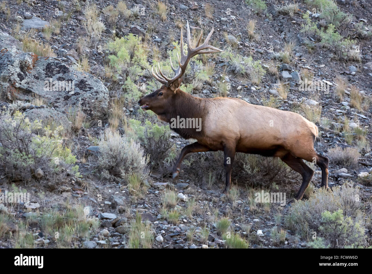 Elk or Wapiti (Cervus canadensis Stock Photo Alamy