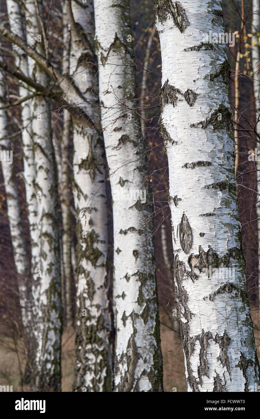 White bark on trees in birch forest in autumn in Poland Stock Photo Alamy