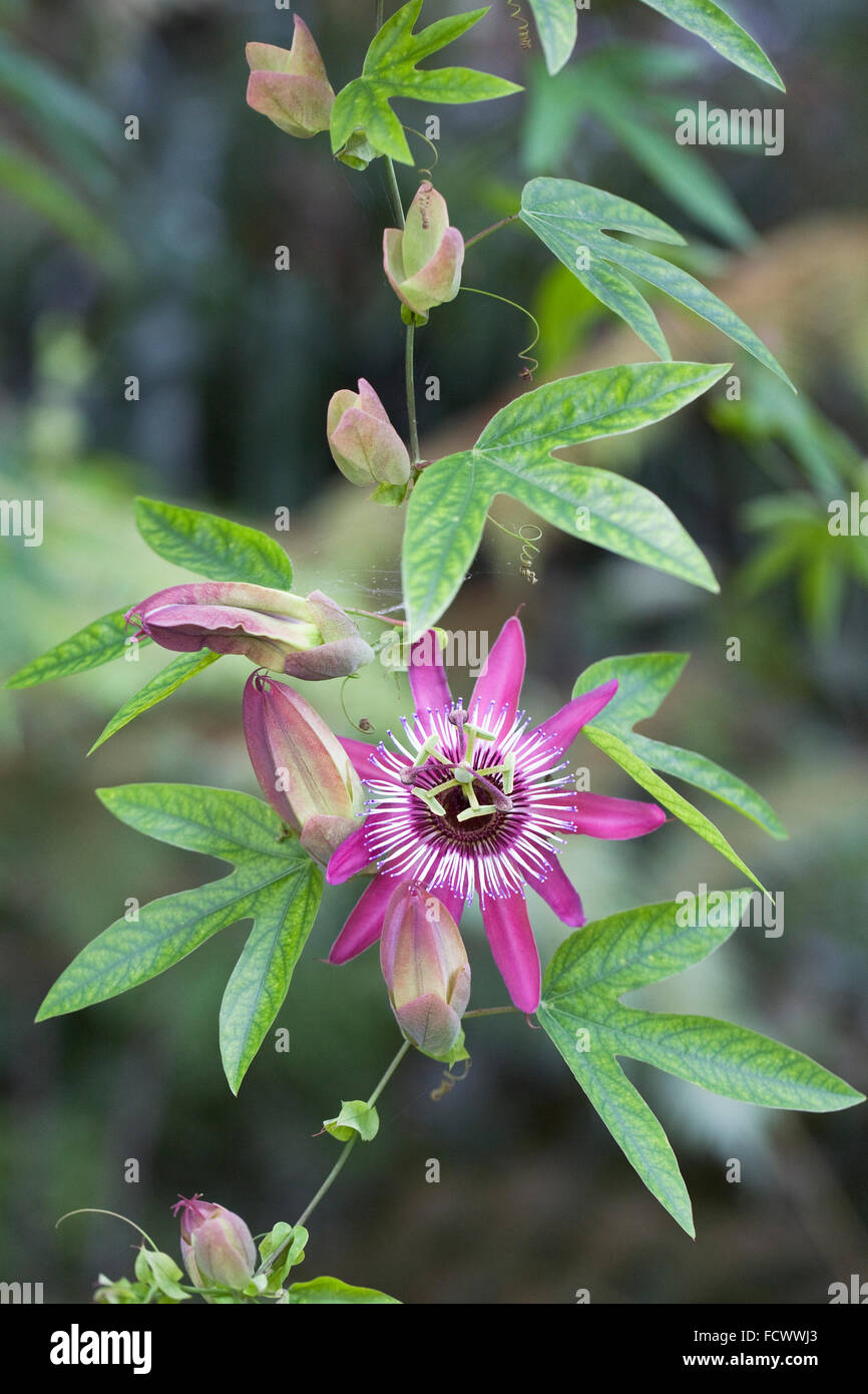 Passiflora x violacea flower. Passion flower growing in a glasshouse. Stock Photo