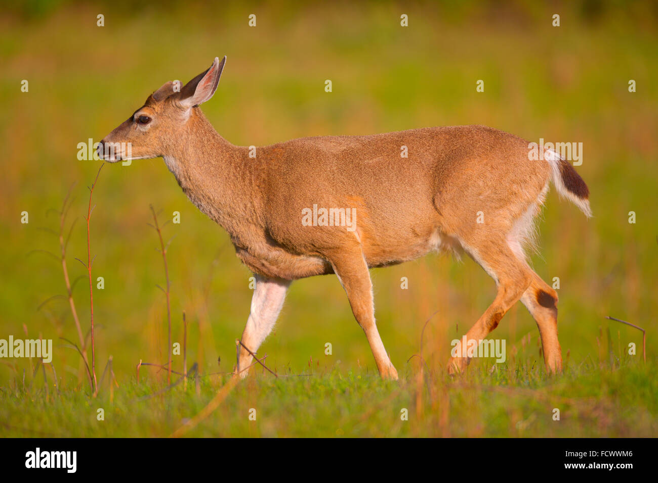 Black tailed deer redwood forest hires stock photography and images