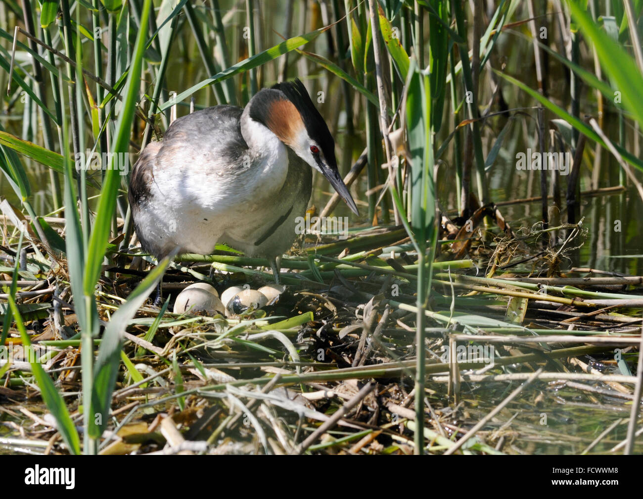 Great Crested Grebe ( Podiceps cristatus ) Bird about to settle down on the eggs Stock Photo