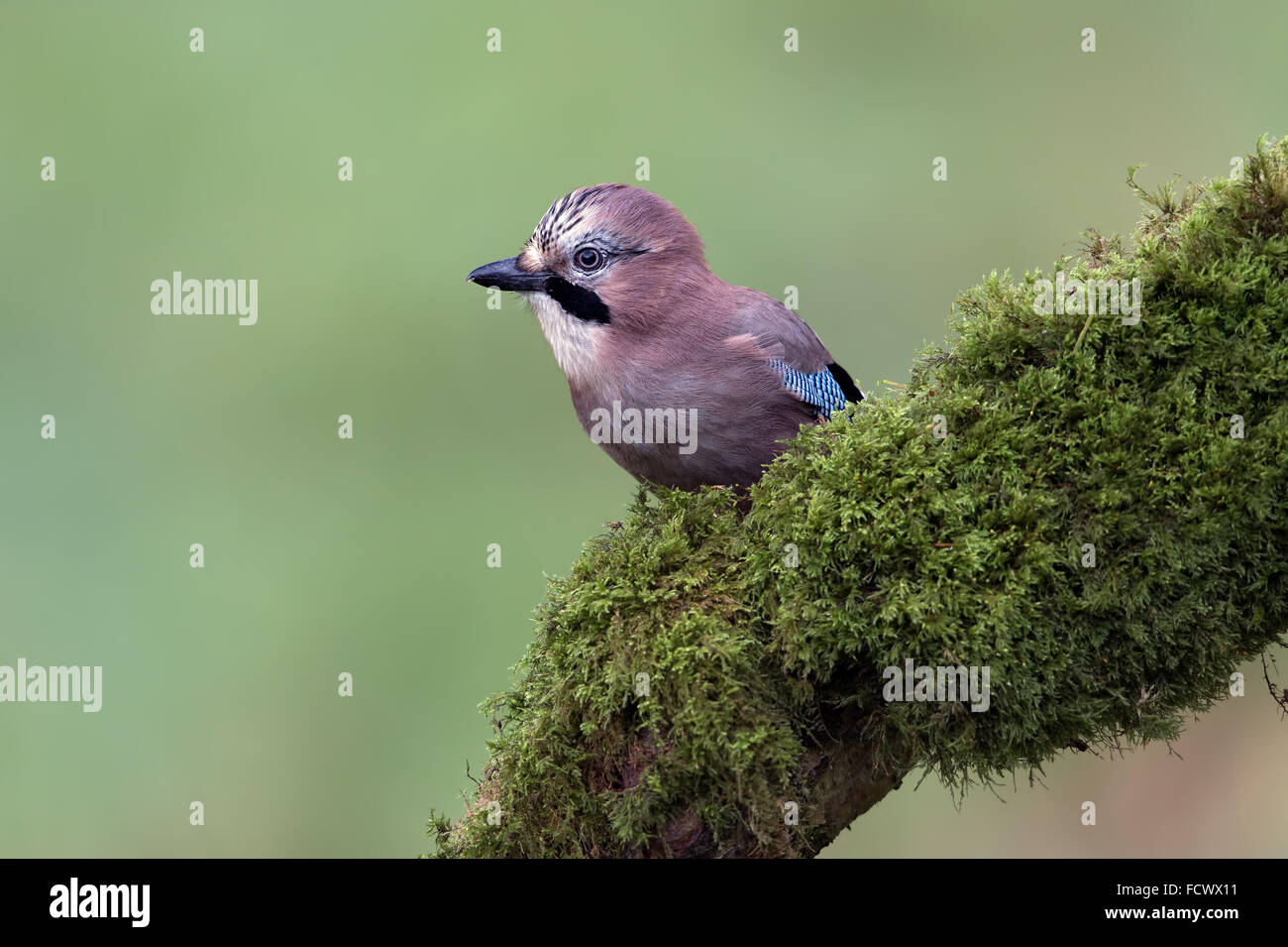 Jay (Garrulus Glandarius) Stock Photo