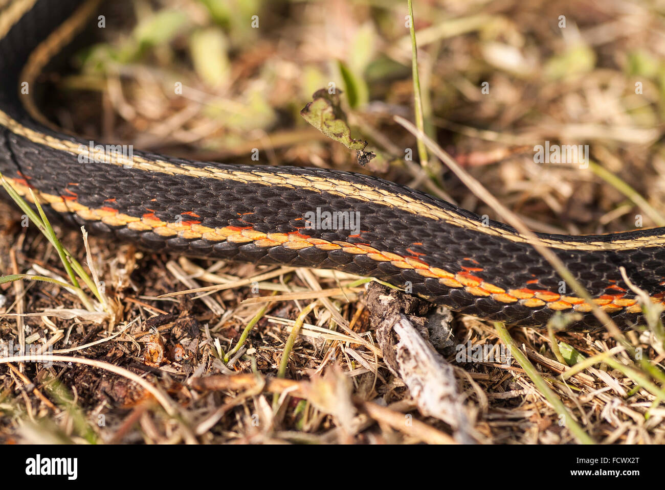 Red-sided garter snake, Thamnophis sirtalis, Narcisse Snake Dens ...