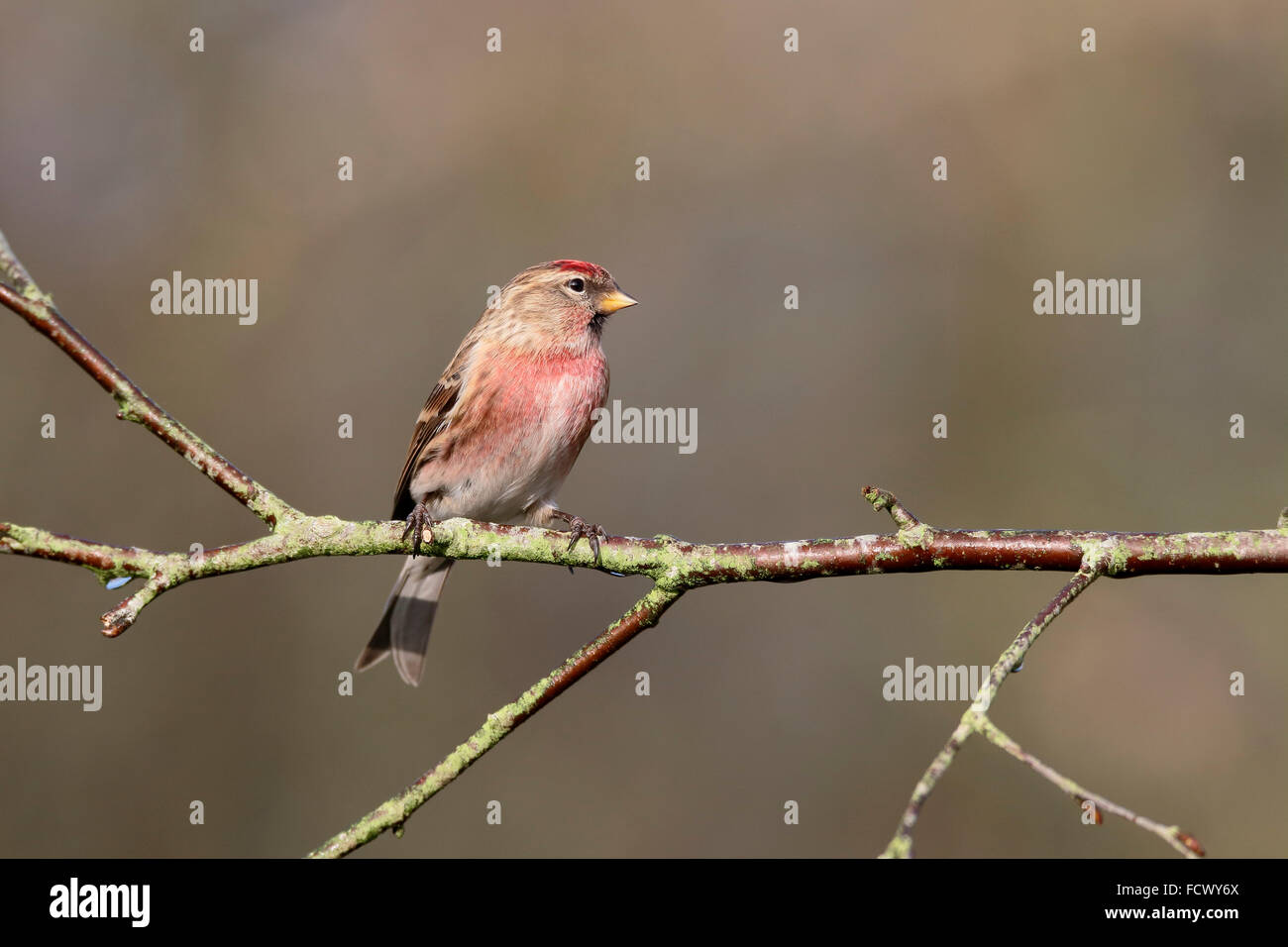 Lesser redpoll, Acanthis cabaret,  single bird on branch, Warwickshire, January 2016 Stock Photo