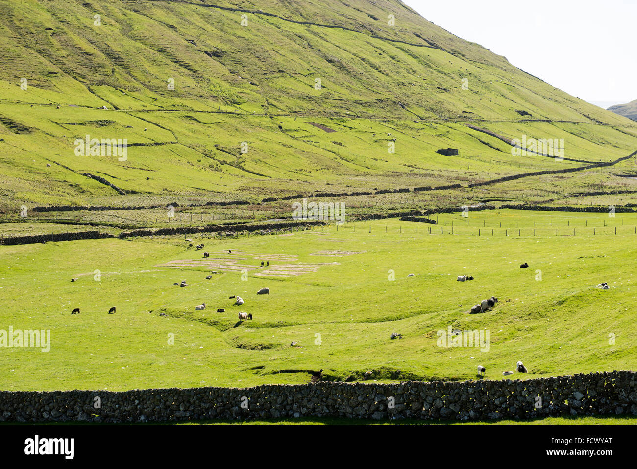 Typical landscape on the Faroe Islands, with green grass, mountains and sheep Stock Photo