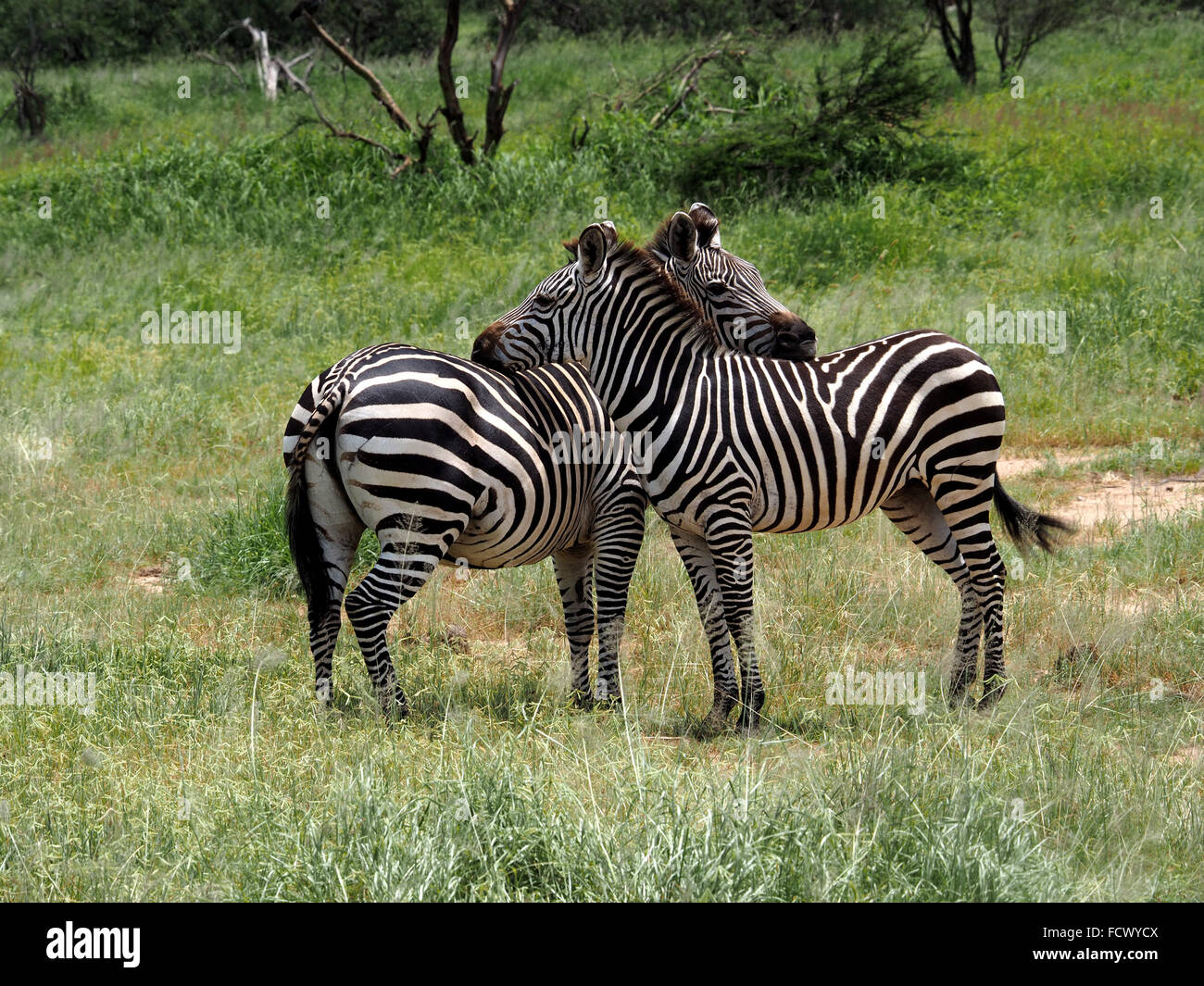 A pair of Burchell's Zebras (Equus Quagga Burchelli) make a symmetrical pattern as they groom each other in Ruaha N P Tanzania Stock Photo