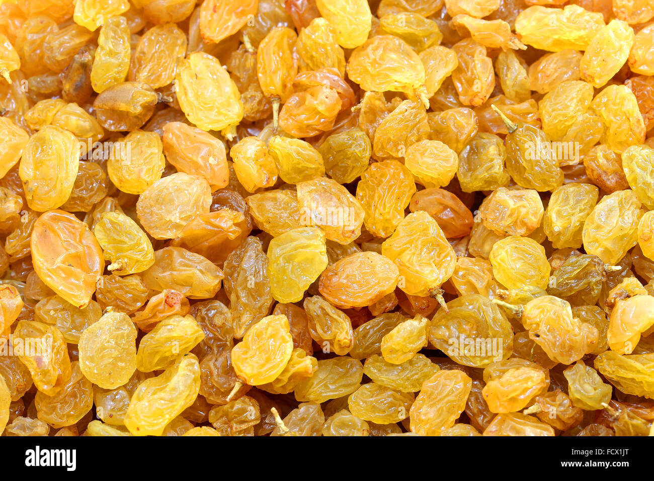 Yellow raisins are a delicious dried grapes are photographed closeup on the entire frame Stock