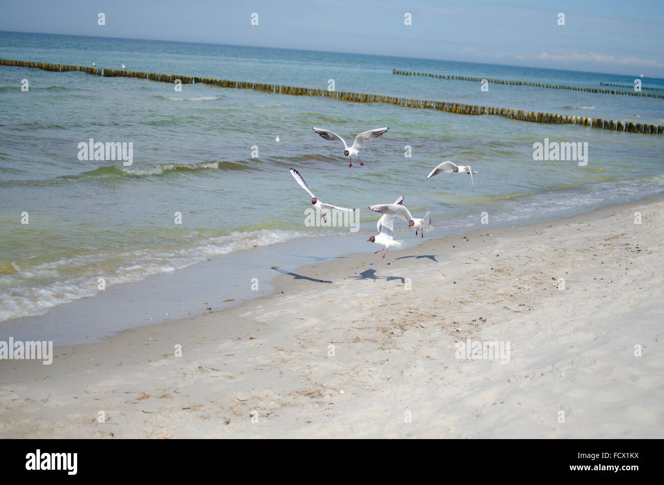 Flying birds at Zingst Germany Stock Photo