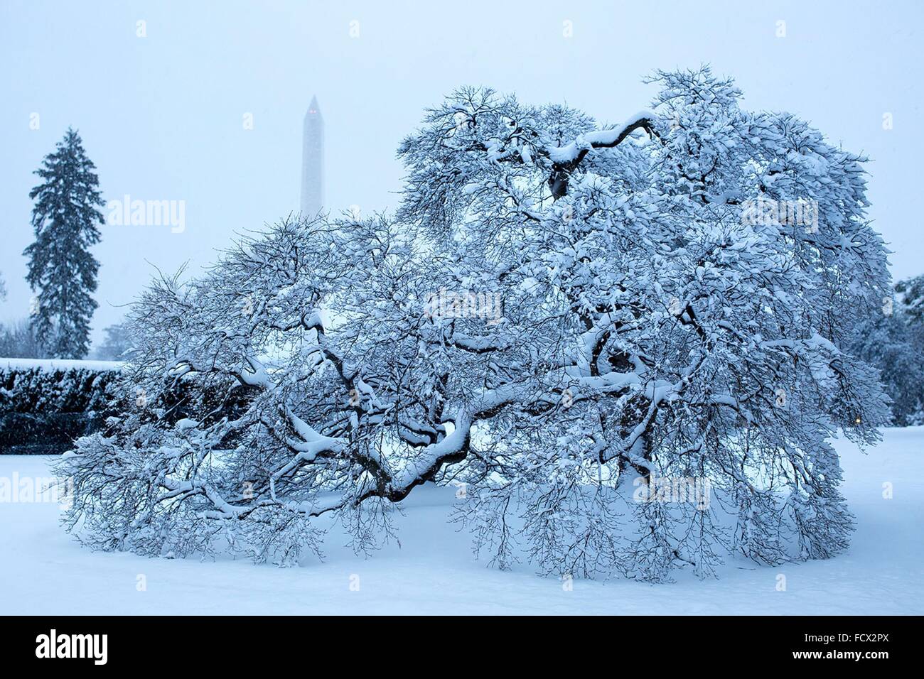 A tree covered in snow with the Washington Monument on the South Lawn of the White House following an early spring snowstorm March 5, 2015 in Washington, DC. Stock Photo