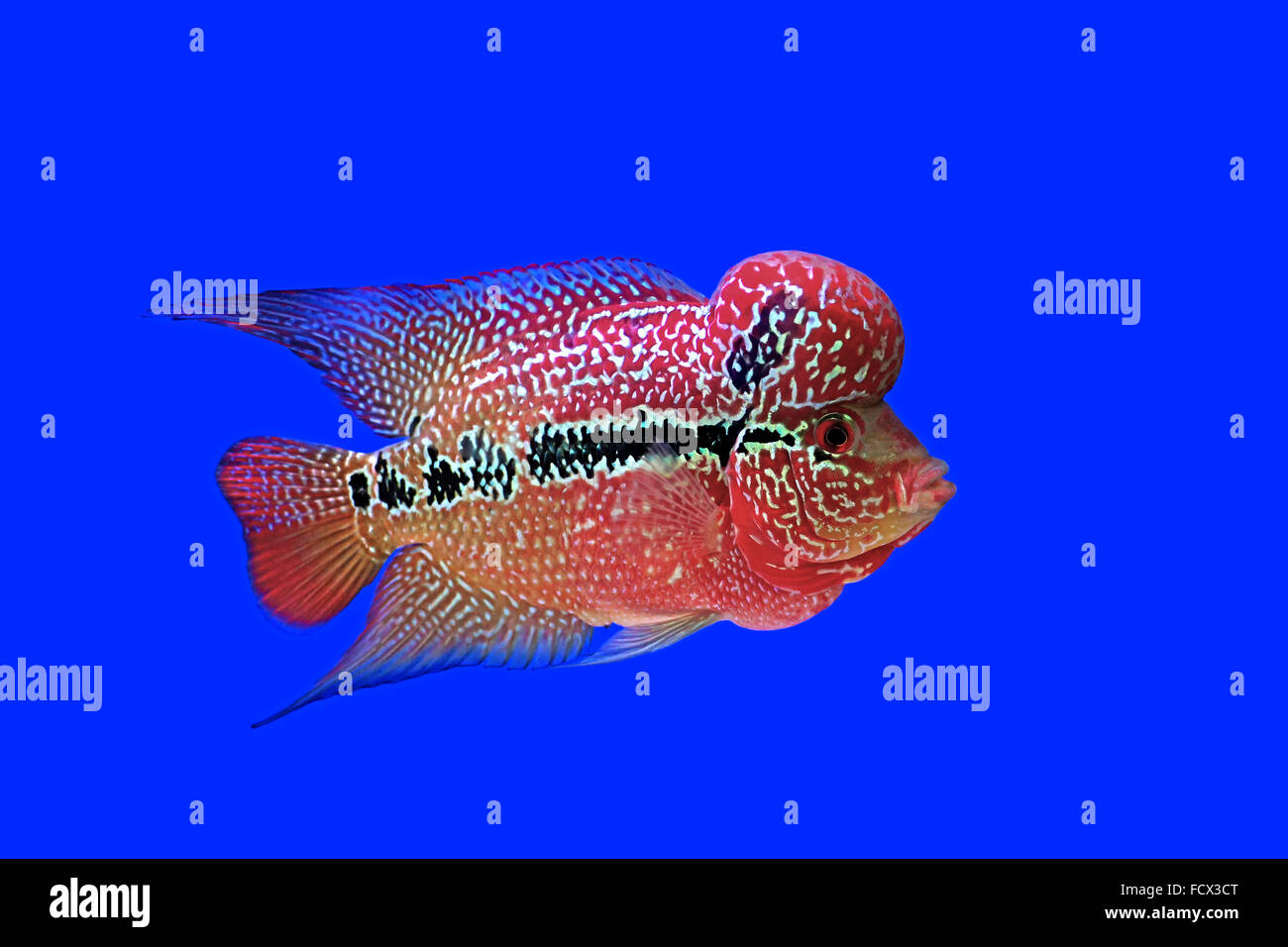 flowerhorn cichlid or cichlasoma fish in the aquarium Stock Photo