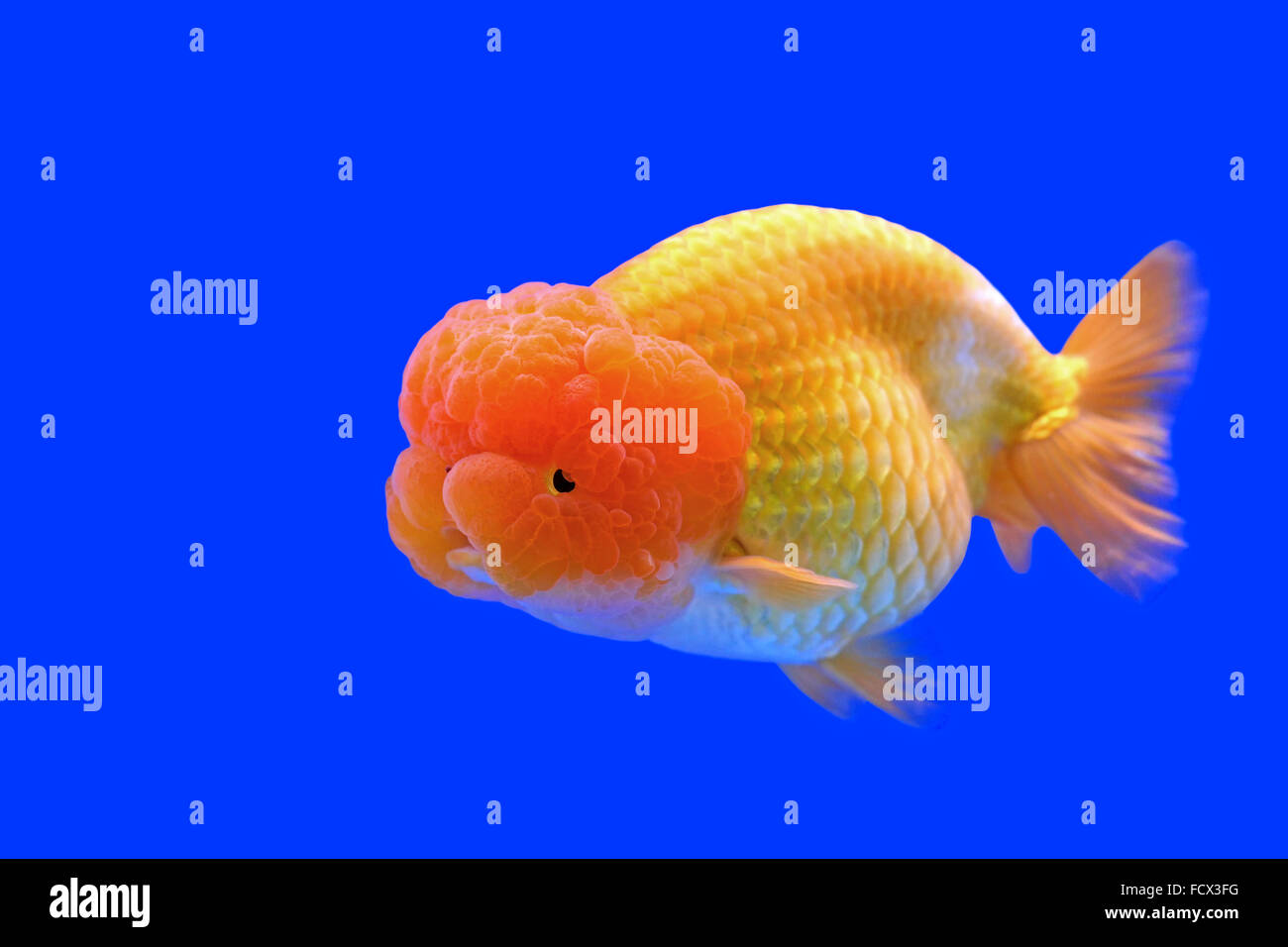 Goldfish lion head hires stock photography and images Alamy