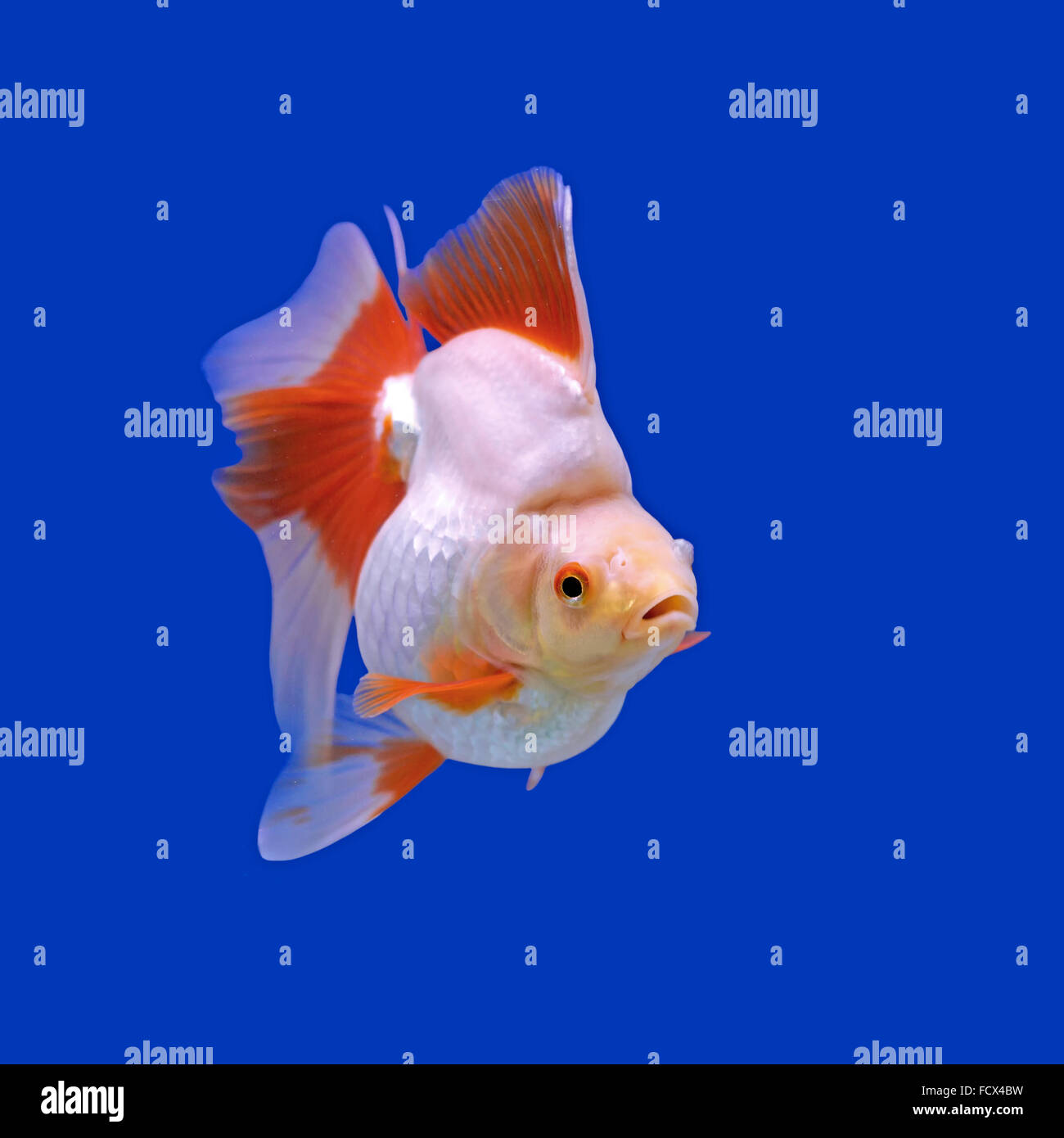 beautiful goldfish in the aquarium Stock Photo Alamy