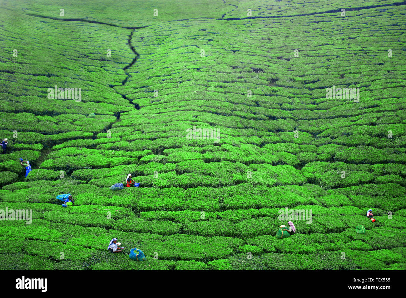 Work in the tea Plantations in Ella, Sri Lanka Stock Photo 94002529