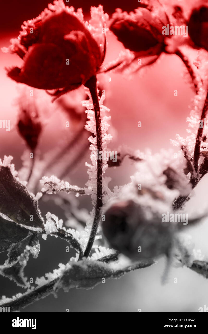 Red rose covered with frost Stock Photo