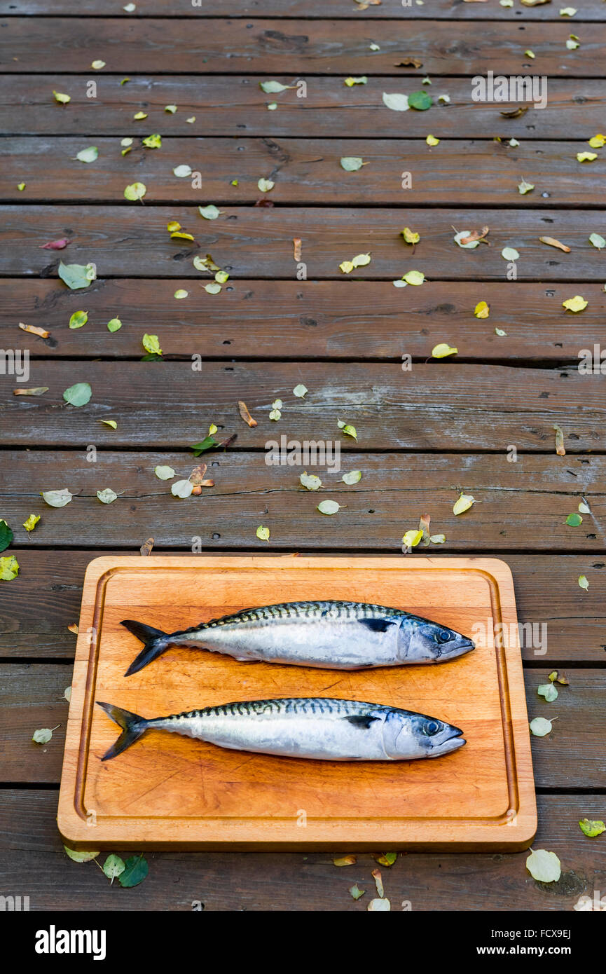 Spanish mackerel hires stock photography and images Alamy