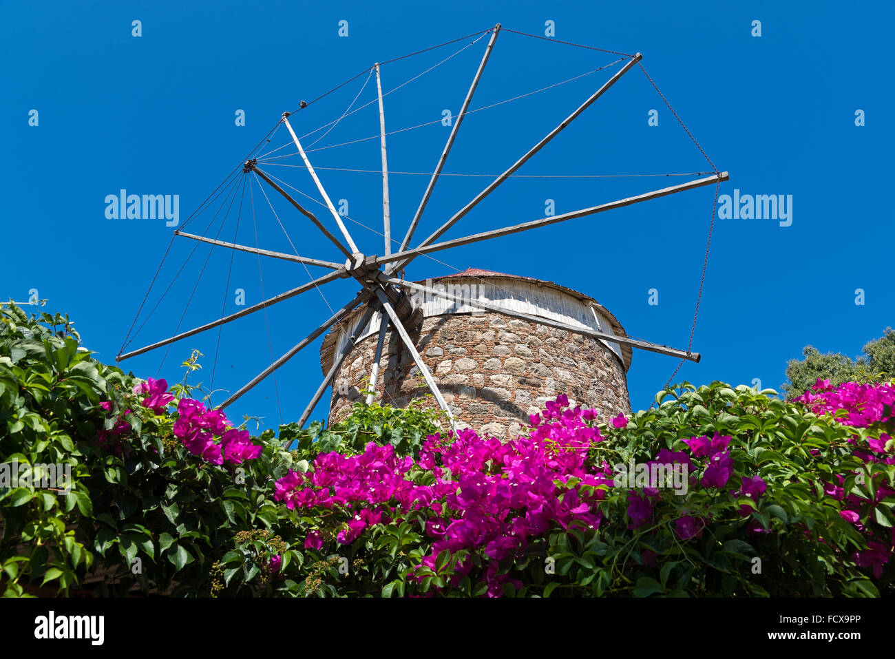 Old traditional windmill and bougainvillea in Kos island, Greece Stock Photo