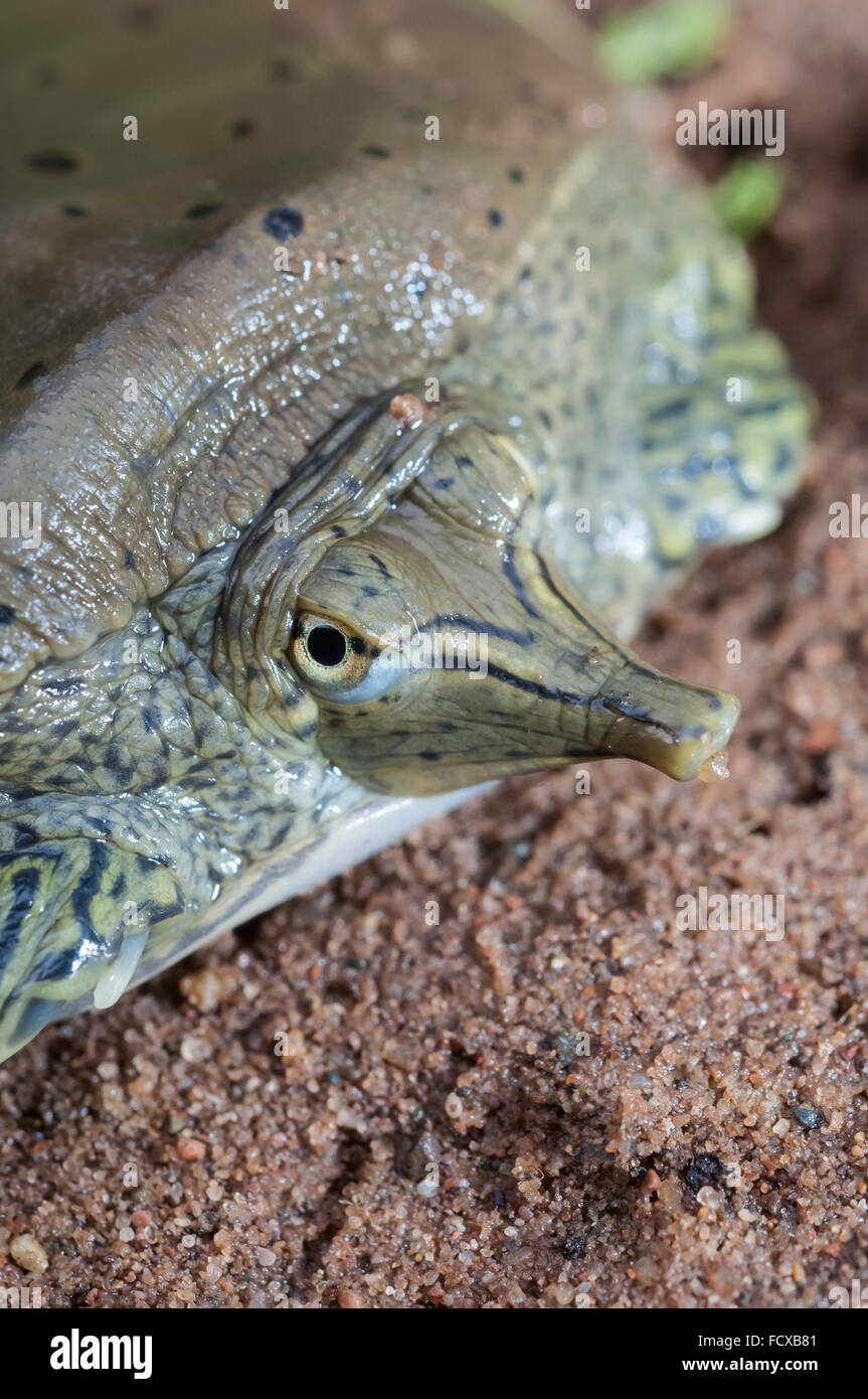 Soft shell turtle hi-res stock photography and images - Alamy
