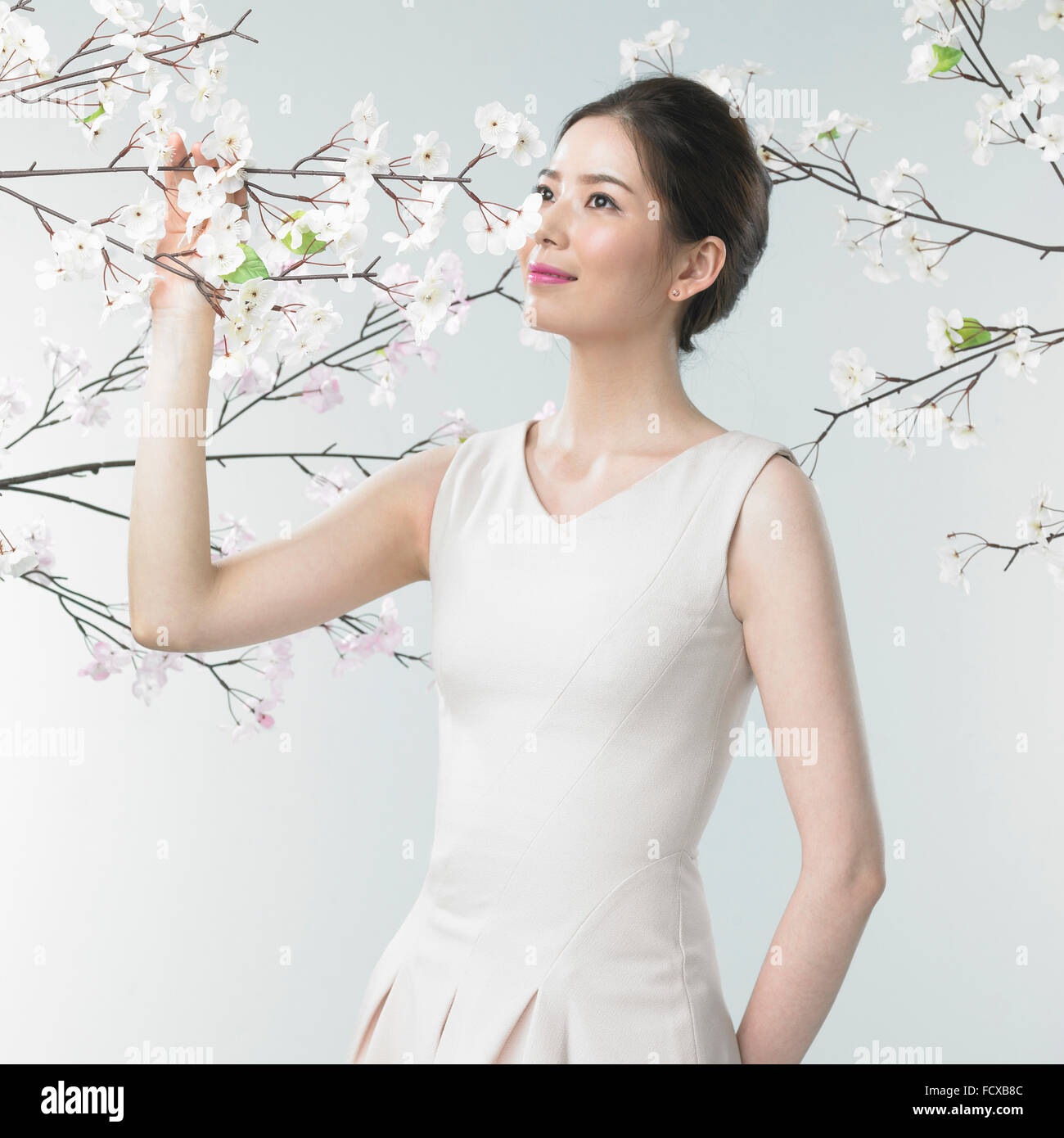 Woman looking up and holding a branch of cherry blossom with the background of cherry blossom branches Stock Photo