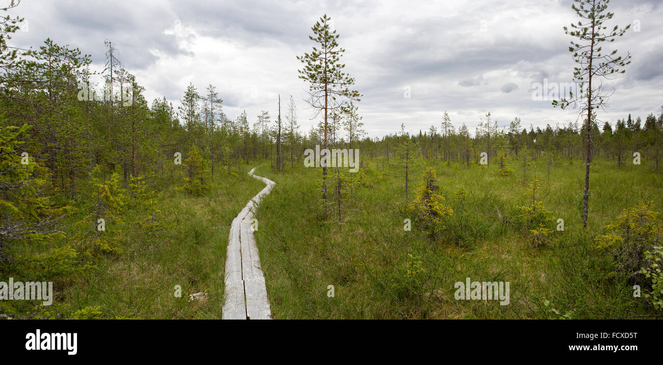 An aapa mire nature trail through the marsh and woods of the Arctic Circle Hiking Area near Rovaniemi, Finland Stock Photo