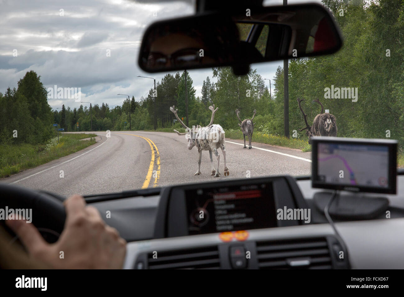 Reindeer north of the arctic circle on the highway in Lapland Province, Finland Stock Photo