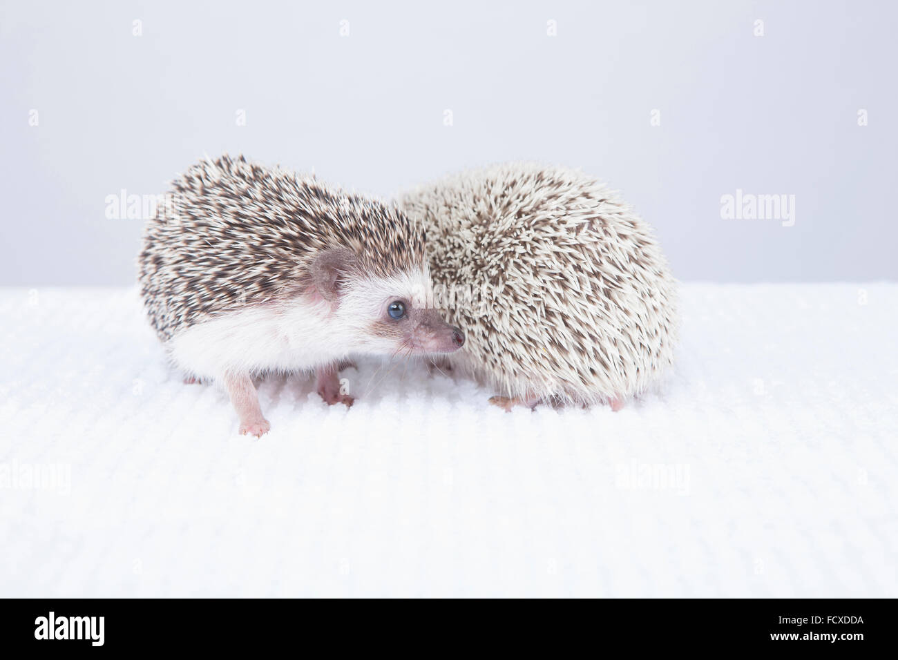 Multiple Hedgehogs Two hedgehogs together Stock Photo - Alamy