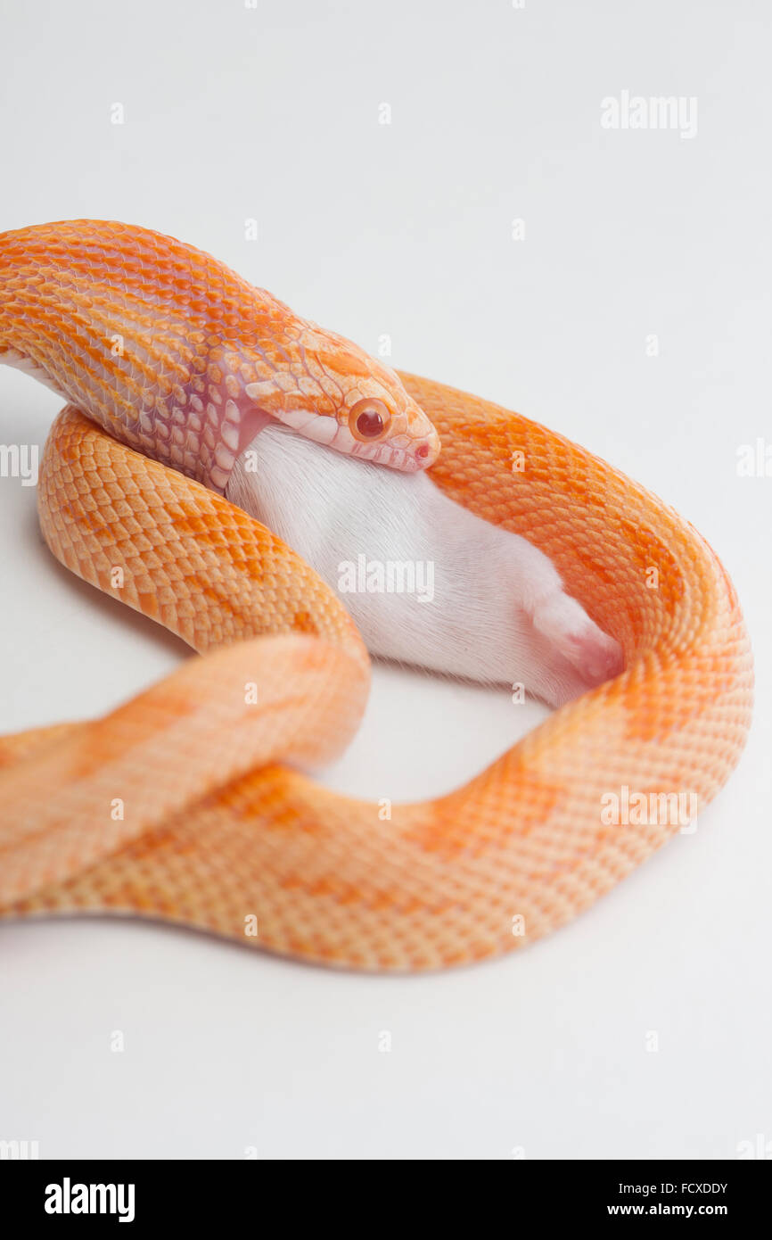 Orange color of snake coiled around a rat and eating it Stock Photo