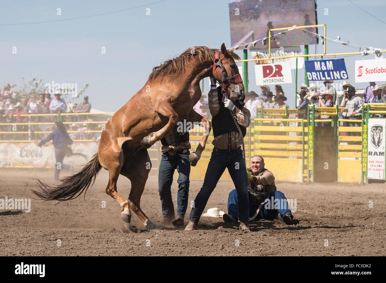 Wild horse round-up, Strathmore Heritage Days, Strathmore Rodeo, Strathmore Alberta, Canada Stock Photo