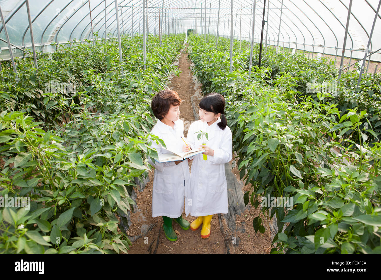 Boy and a girl in white gown with a notebook and a test tube standing at green house with plants both looking at each other Stock Photo