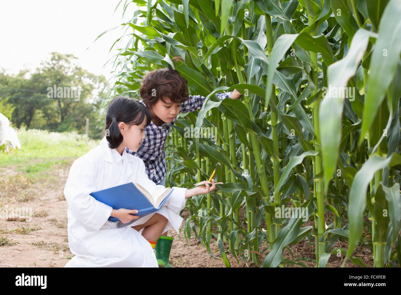 Girl in white gown sitting down on the ground at the corn field and observing with a book and a boy in casual look observing Stock Photo