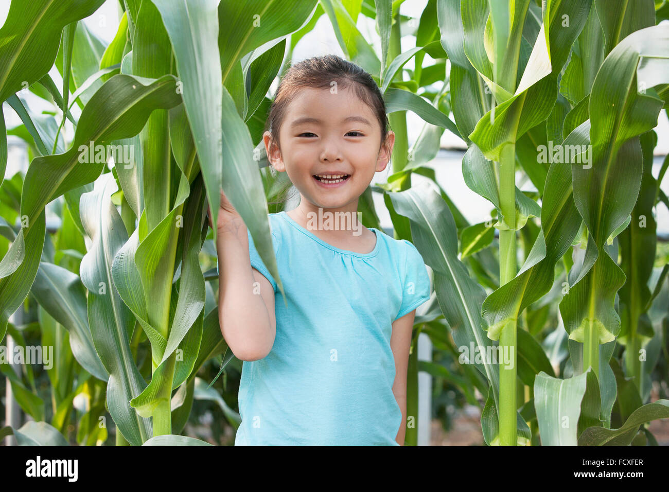 Girl smiling in the corn field Stock Photo - Alamy