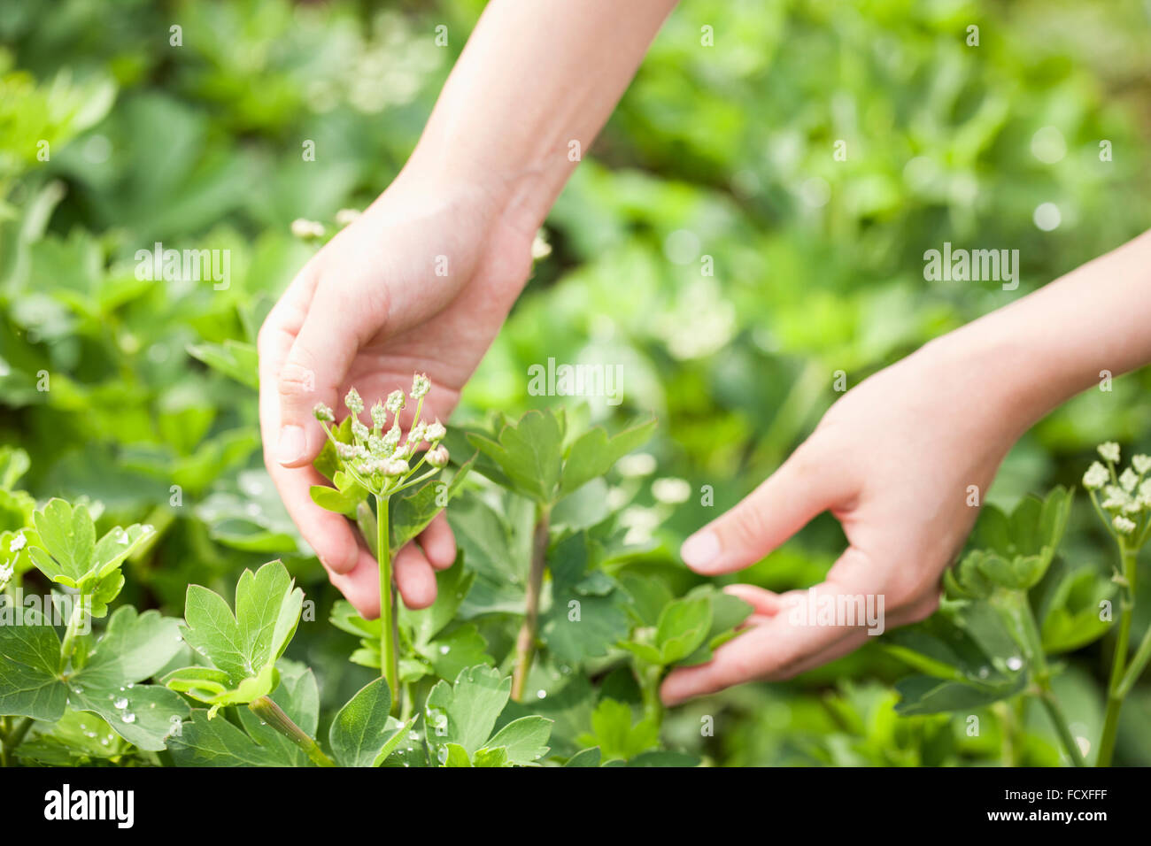 Green plants with flowers being picked by hands Stock Photo Alamy Green plants with flowers being picked by hands Stock Photo Alamy