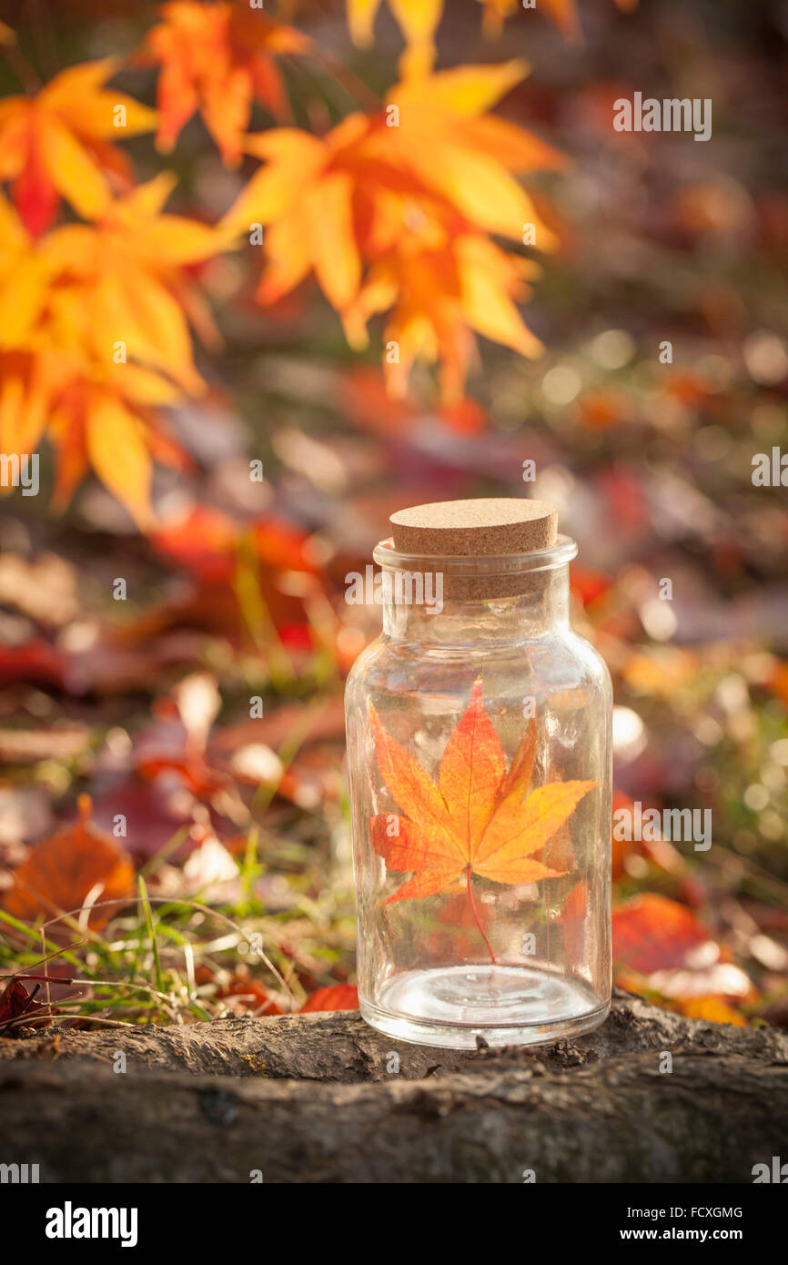 Red maple leaf in a glass bottle with the background of fallen leaves Stock Photo