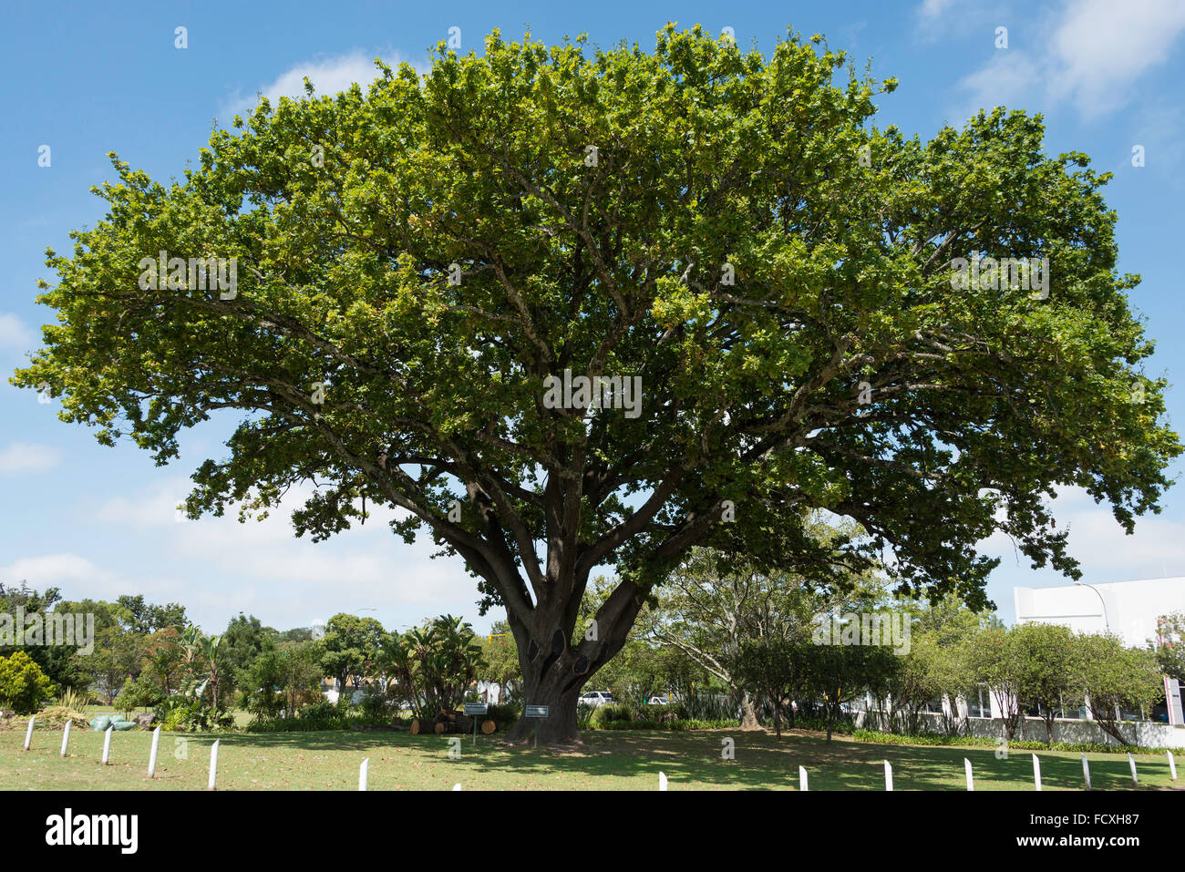 African oak tree hires stock photography and images Alamy